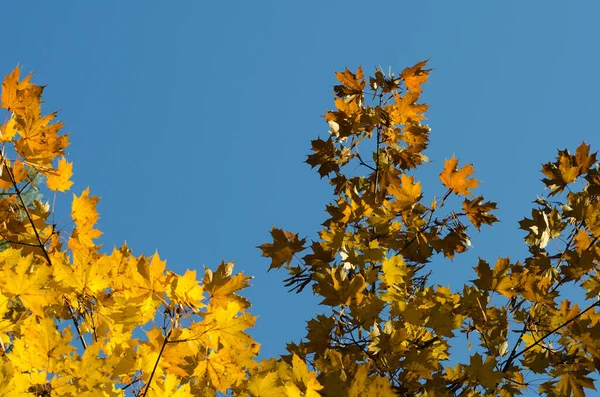 Autumn yellow maple leaves in the blue sky — Stock Photo, Image