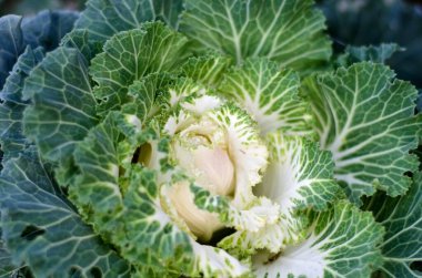 Dekoratif lahana ve süslemeli lahana bitkilerini kapatın..