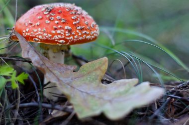 Amanita muscaria veya sinek agariği zehirli bir mantardır.