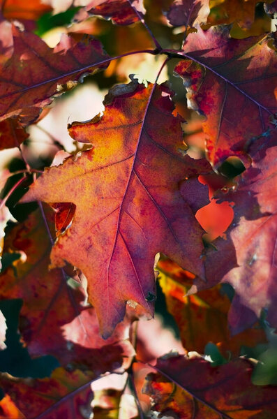 Autumn red oak tree leaves in the forest