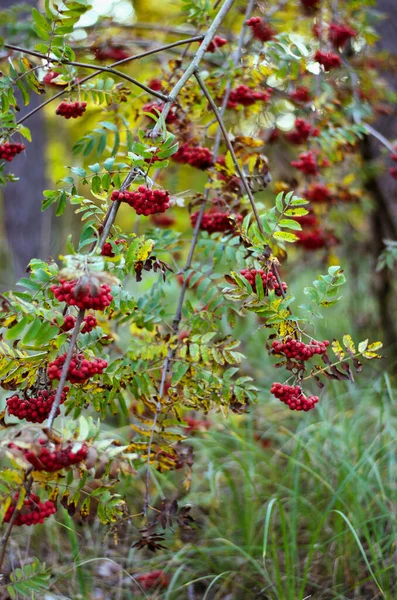 秋に熟した赤い果実を持つローワンブッシュ — ストック写真