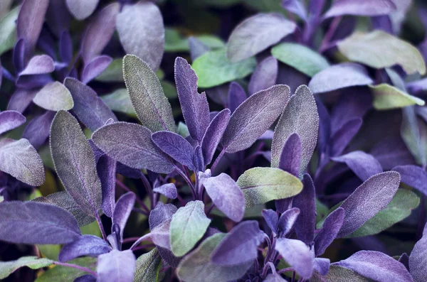 Sage green and purple leaf , close up.