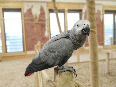 Afrika Gri Kongo Papağanı(Psittacus erithacus) ile ilgili görüntü)