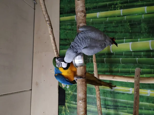 Образ Красивий Великий Папуга Блакитний Жовтий Ара Ара Ararauna Граючи — стокове фото