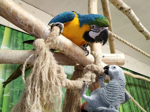 Obraz Pięknej Dużej Papugi Niebieski Żółty Macaw Ara Ararauna Gry Obraz Stockowy