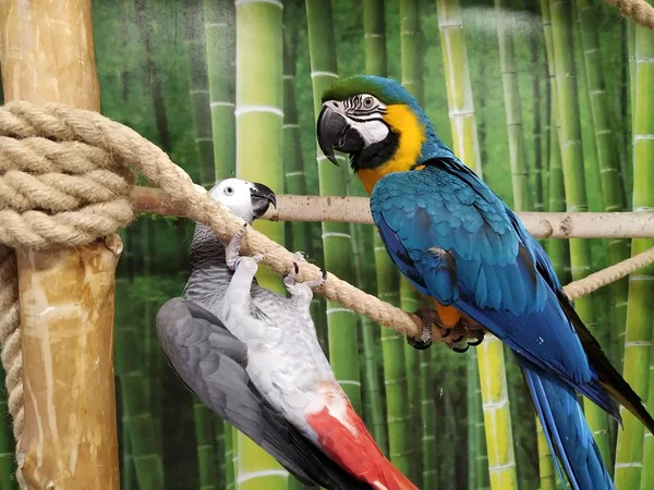 Obraz Pięknej Dużej Papugi Niebieski Żółty Macaw Ara Ararauna Gry Zdjęcie Stockowe