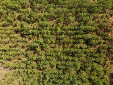 Doğu Avrupa'daki genç ormanın üstündehavadan görüntü. Yüksek irtifa, büyüyen ağaçların yukarıdan aşağıya görünümü. Ağaç dikerek çevreyi korumak.