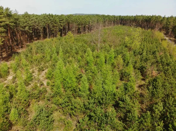 Aerial image above the young forest in  Eastern Europe. High altitude,top down view on the growing trees. Protecting the environment by planting trees.