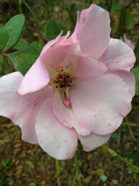 Fleur Jardin Qui Fleurissent Sont Blanc Rougeâtre — Photo