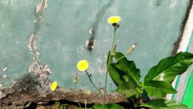 gözleri serin yeşil bitkilerin arka plan