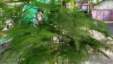 gözleri serin yeşil bitkilerin arka plan