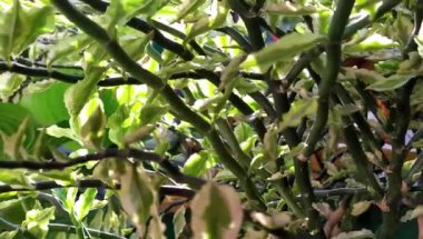 Sabah güneşi yeşil ağacın dallarına girdi.