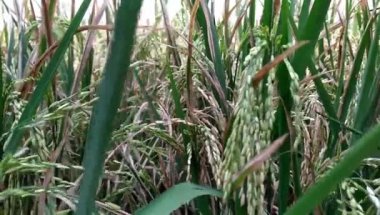 hasat için hazır sarı pirinç bitkileri bir koleksiyon