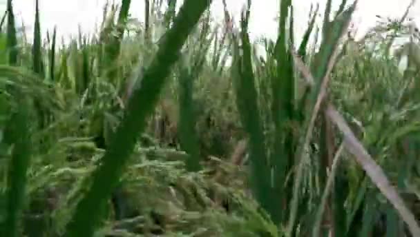 une collection de plants de riz jaune prêts pour la récolte 