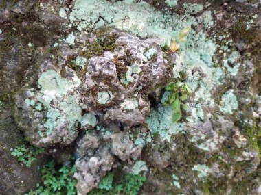 eski yosunlu duvar soyut arka plan