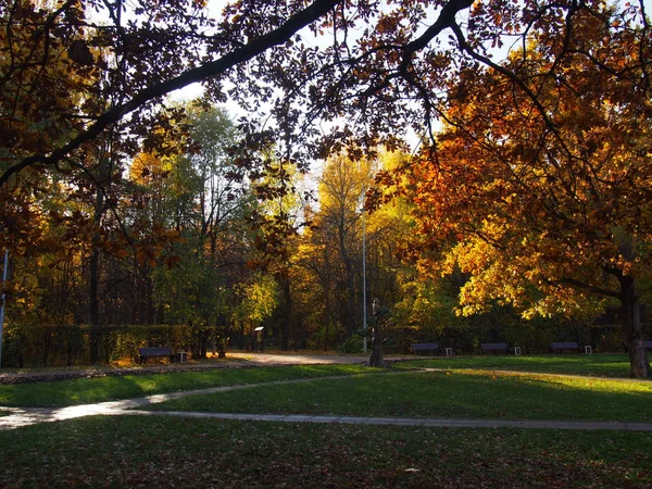 Φθινόπωρο ηλιόλουστη μέρα στο πάρκο της πόλης. Πολύχρωμα φύλλα στο φως του ήλιου. Όμορφο φόντο φύση σκηνή. — Φωτογραφία Αρχείου