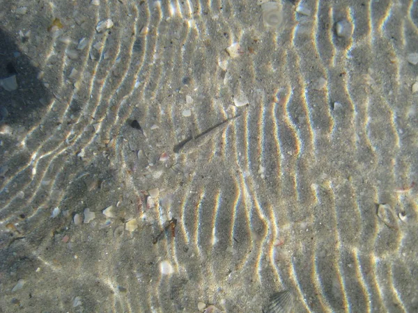 Kleine Fische Klaren Meerwasser — Stockfoto