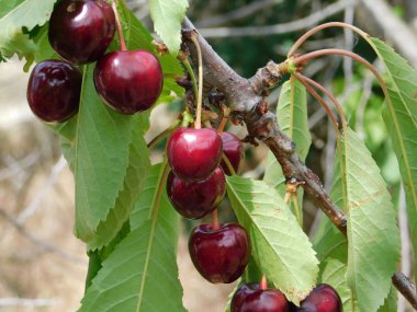 Olgun tatlı kiraz bir ağaç dalı büyümek