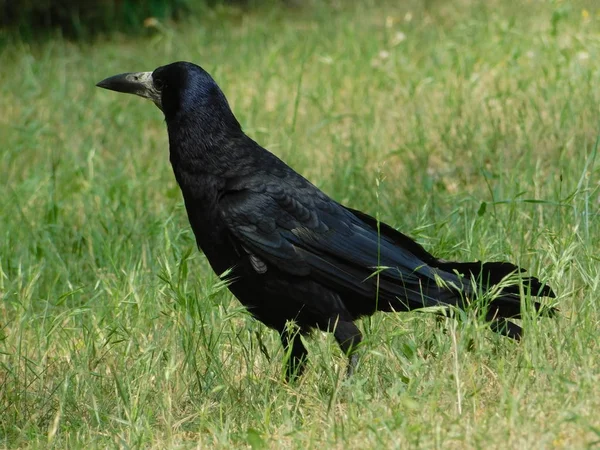 black raven walks in the wild through green grass