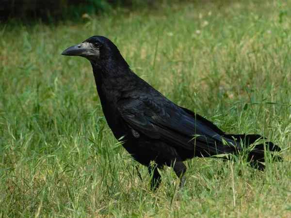 black raven walks in the wild through green grass