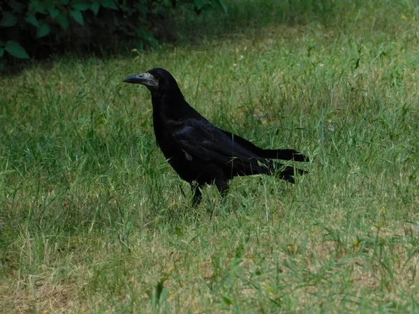 black raven walks in the wild through green grass