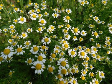 Papatya tıbbi bitki büyüyen