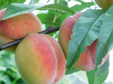 bir ağaç dalı üzerinde büyüyen olgun şeftali