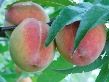 bir ağaç dalı üzerinde büyüyen olgun şeftali