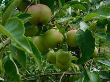 bir ağaç dalı üzerinde büyüyen yeşil elma