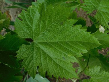 Yeşil yaprak üzüm