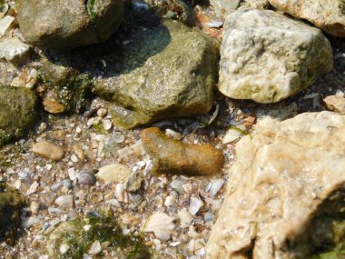 nehir: kum, taş ve kabukları