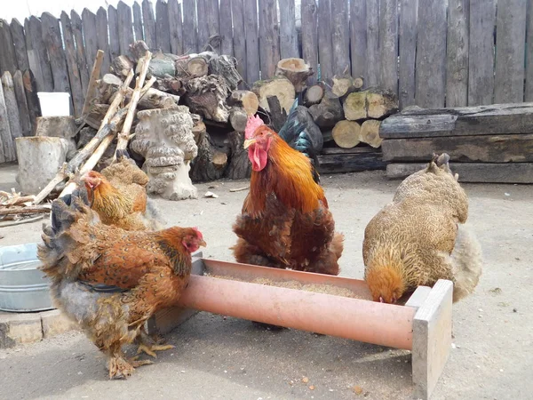 裏庭で鶏およびオンドリ — ストック写真