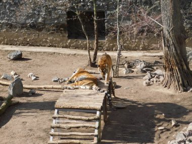 Kaplan aile hayvanat bahçesinde