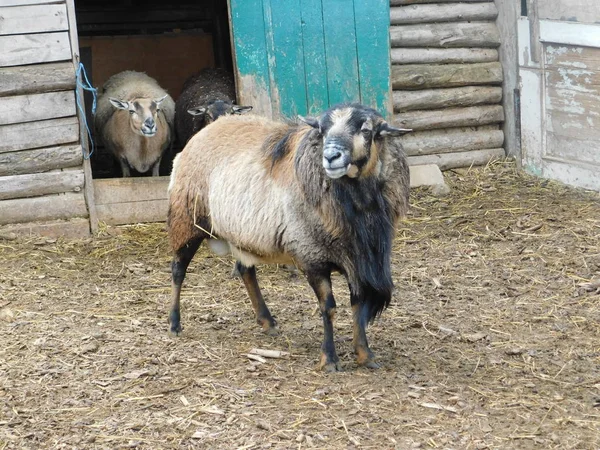 Sheep Farm — Stock Photo, Image
