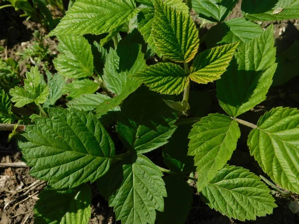 ilkbaharda ahududu çalı