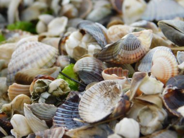 Kumsalda deniz yosunu ve deniz kabukları