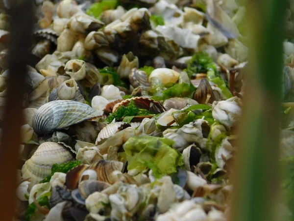 海滩上的贝壳和海藻 — 图库照片
