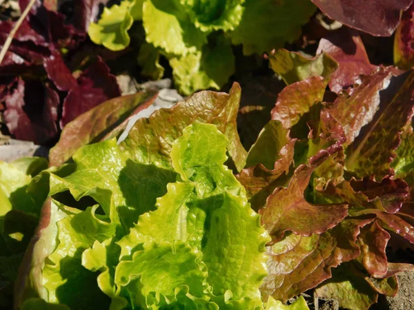 Salat Wächst Garten — Stockfoto