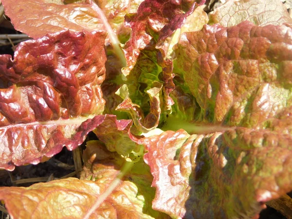 Lettuce Grows Garden — Stock Photo, Image