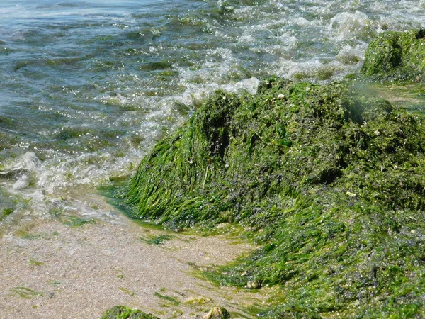 Водоросли Берегу Реки — стоковое фото