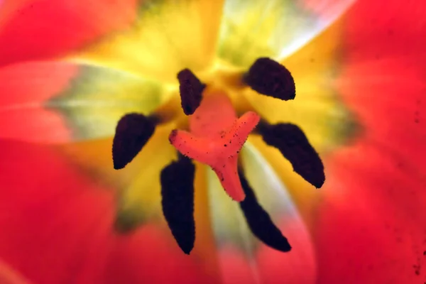 Middle of the Tulip flower closeup — Stock Photo, Image