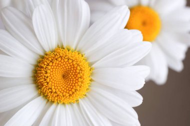 yukarıdan beyaz çiçek görünümü