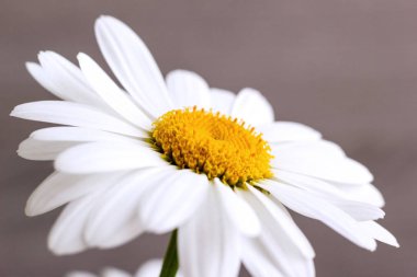 kök üzerinde beyaz yalnız papatya çiçek