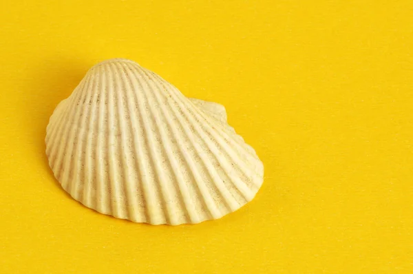 Guscio Mare Sfondo Giallo — Foto Stock