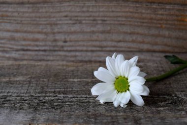 mum ışık ve Beyaz Romantik çiçekler