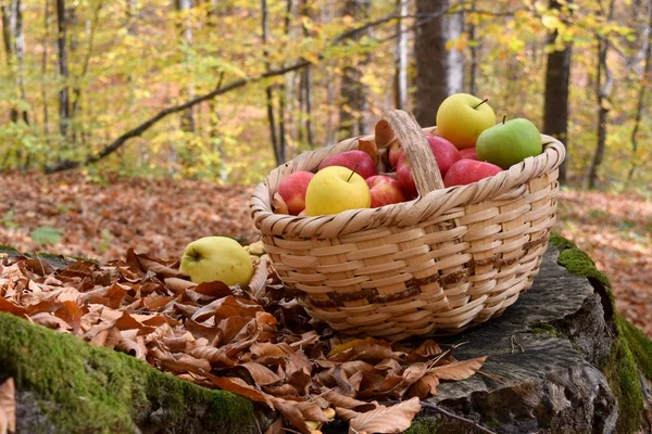 Pommes Bio Délicieuses Dans Panier Dans Jardin — Photo