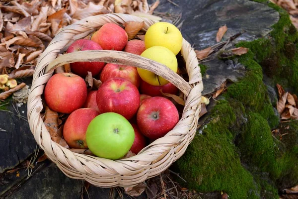 Pommes Bio Délicieuses Dans Panier Dans Jardin — Photo