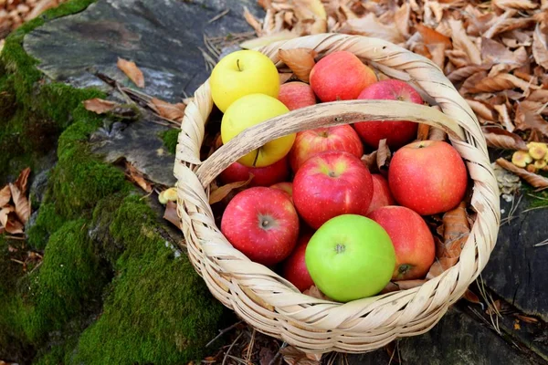 Pommes Bio Délicieuses Dans Panier Dans Jardin — Photo