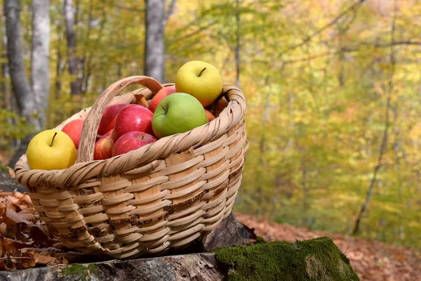 Pommes Bio Délicieuses Dans Panier Dans Jardin — Photo