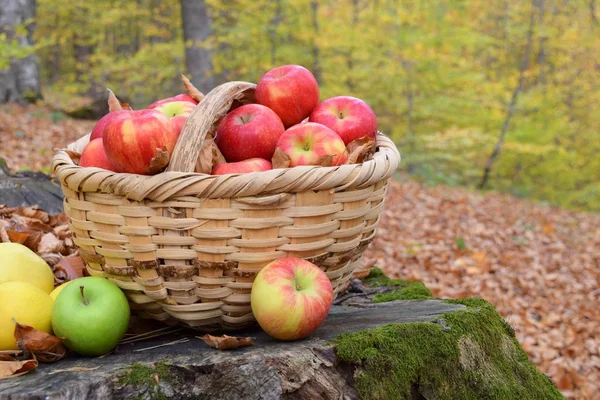 Organic Yummy Apples Basket Garden — Stock Photo, Image